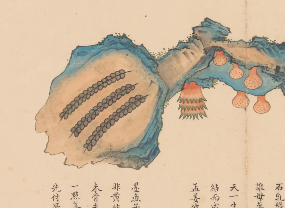 墨鱼子