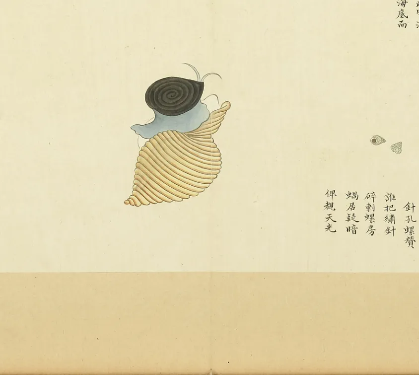 螄螺