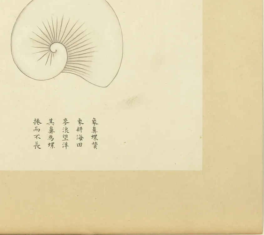 象鼻螺