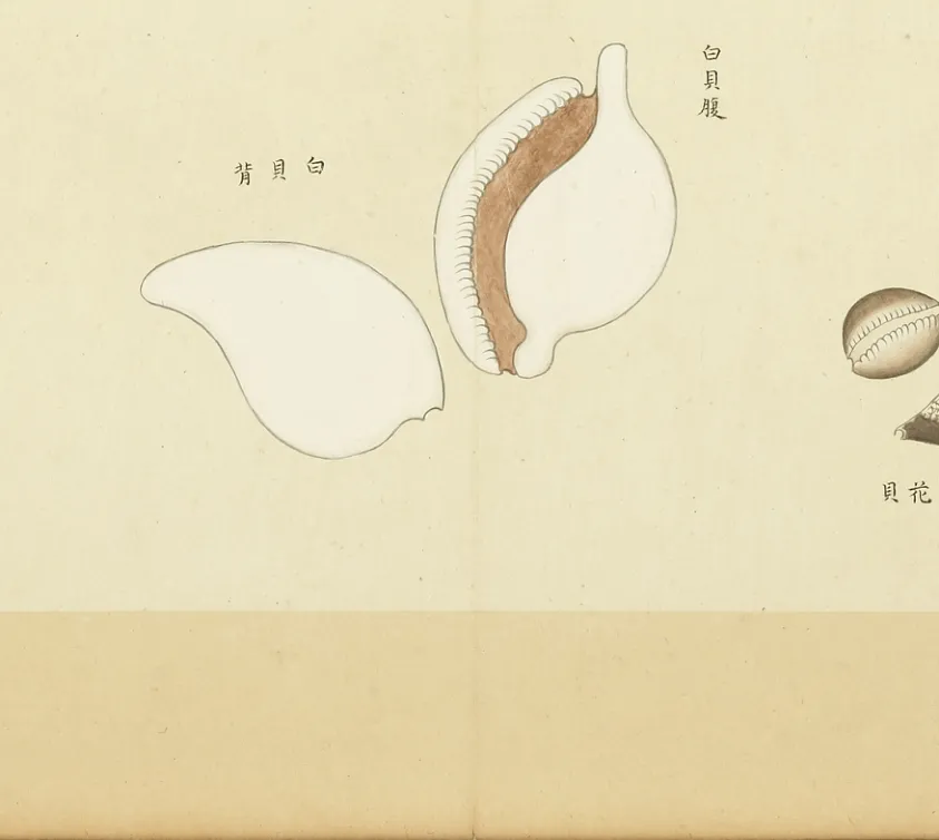 白贝