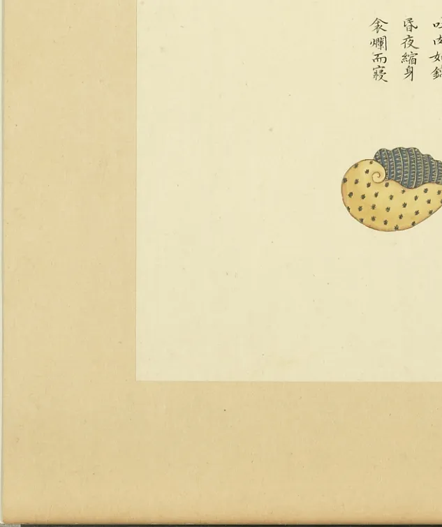 小香螺