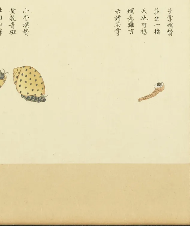 手掌螺