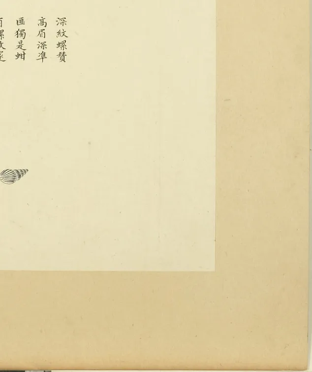 深纹螺