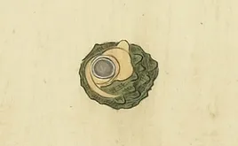 掩螺