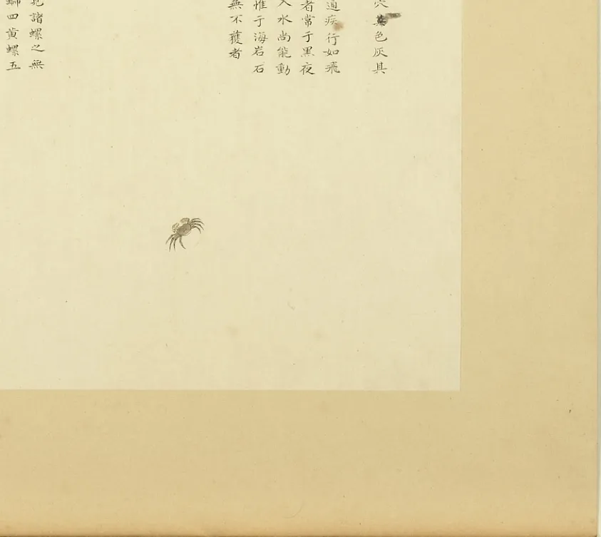 沙蟣