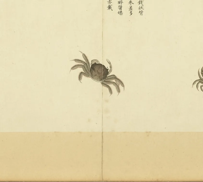合浦斑蟹