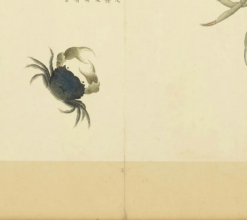 中蟹