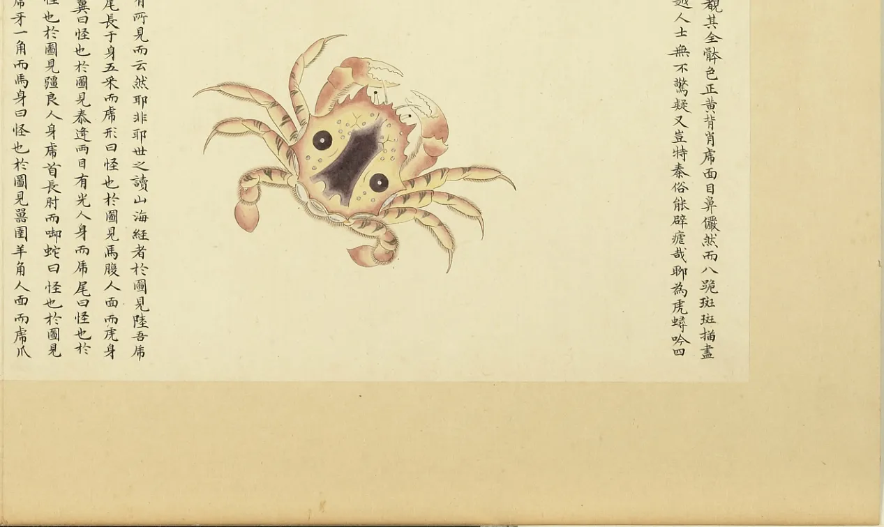 虎蜉