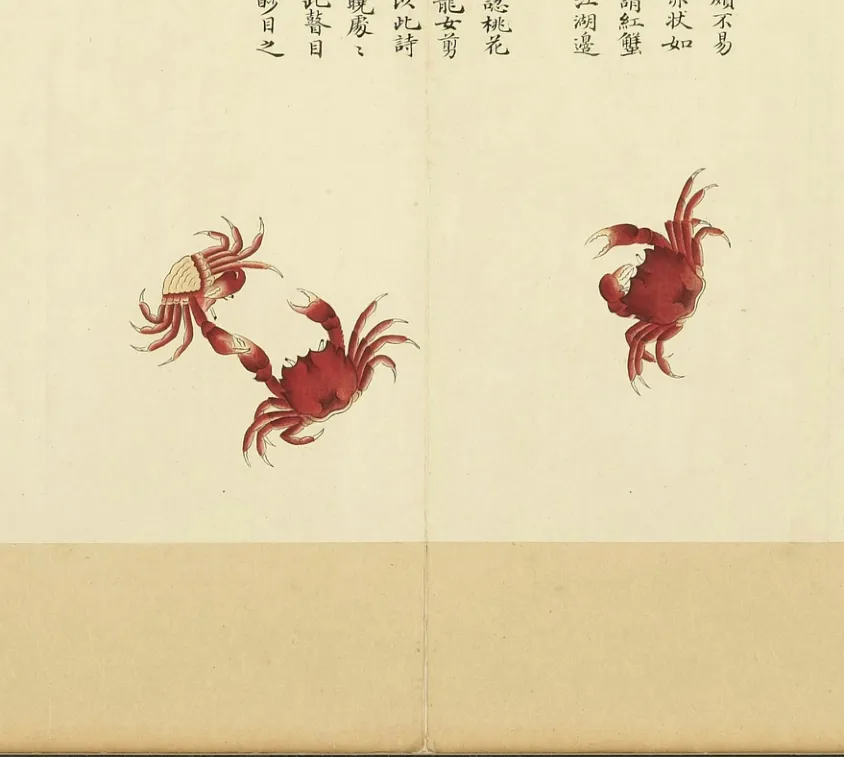 红蟹