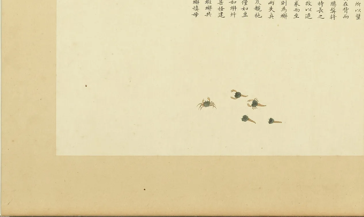 虾公蝌