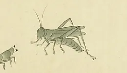 蝗玉
