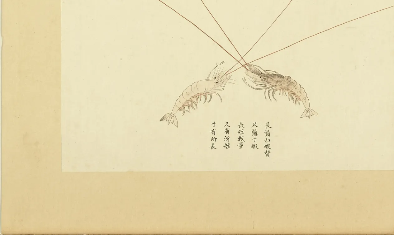 长须白虾