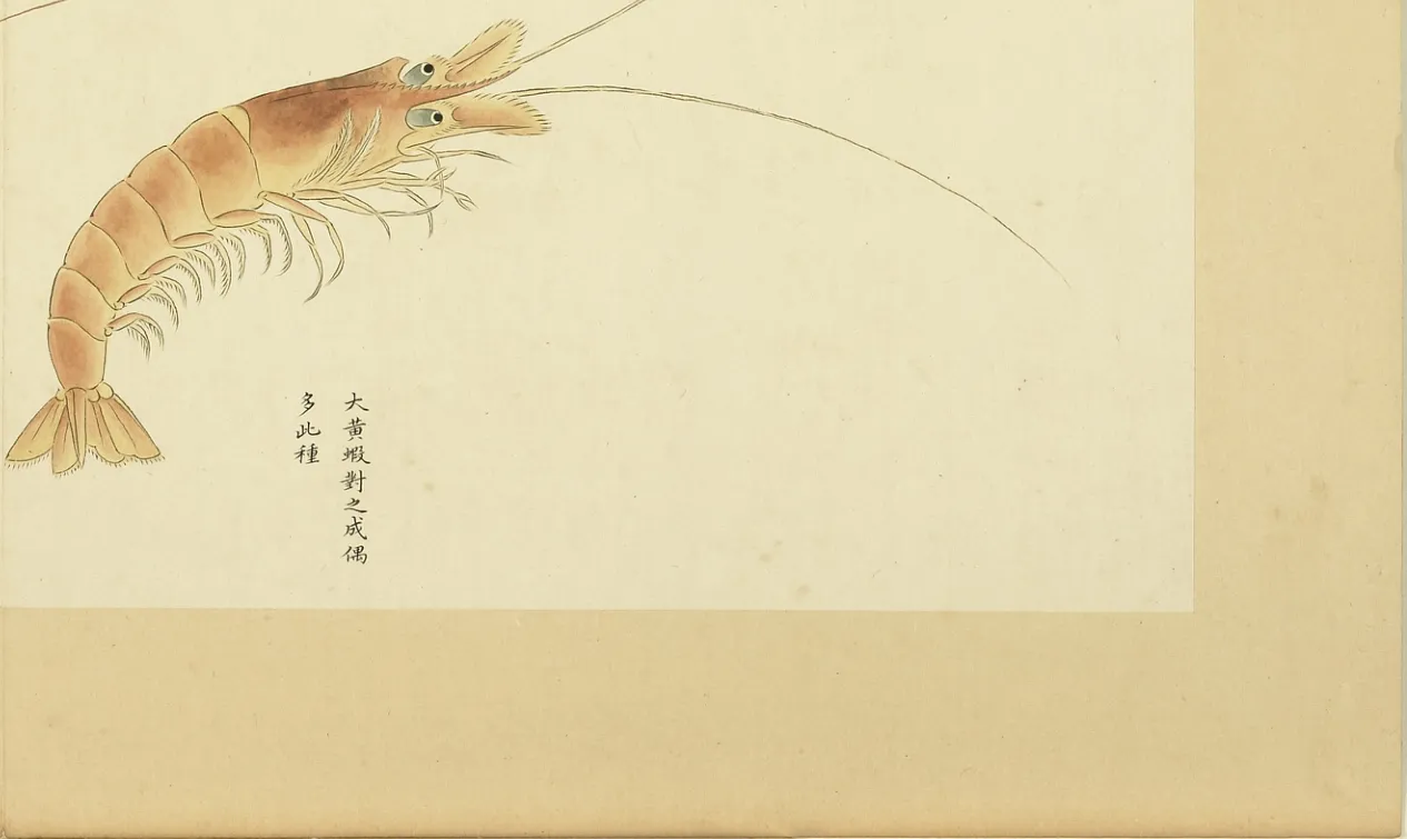 黄虾