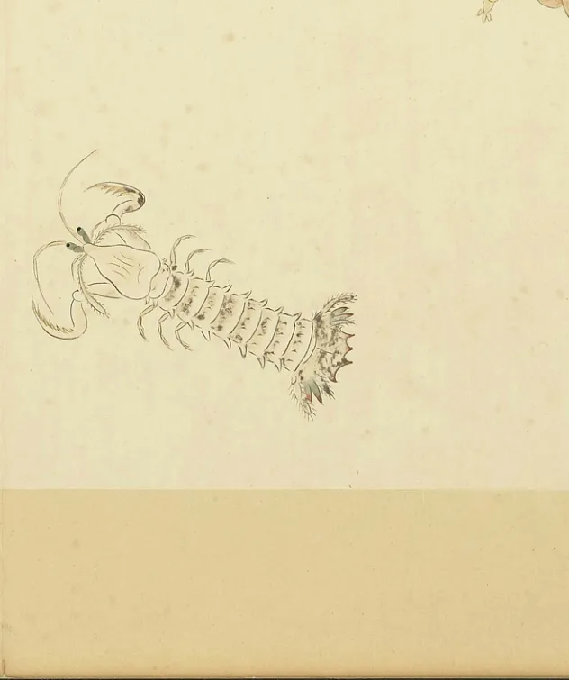 虾蛄