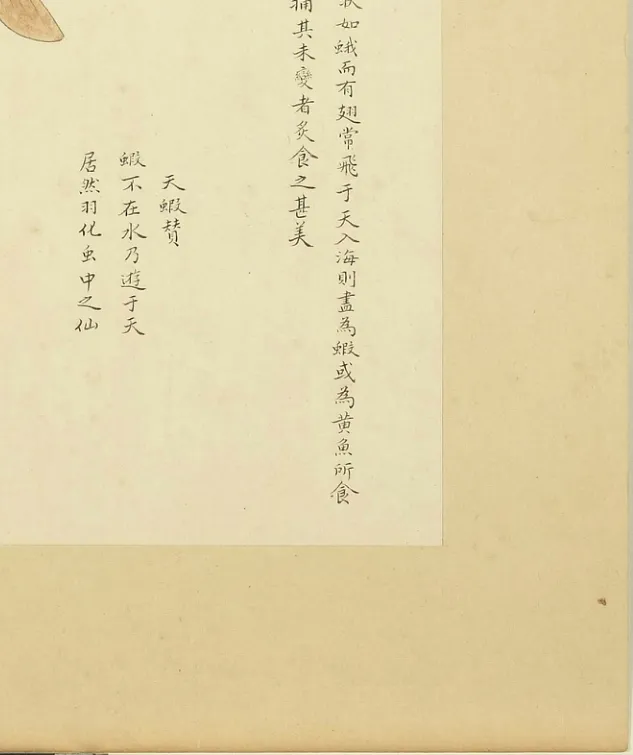 天虾