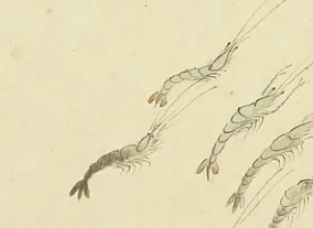 白虾