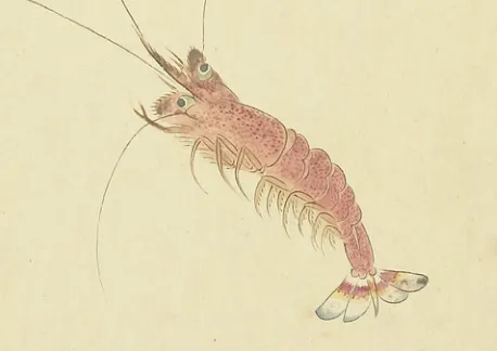 紫虾