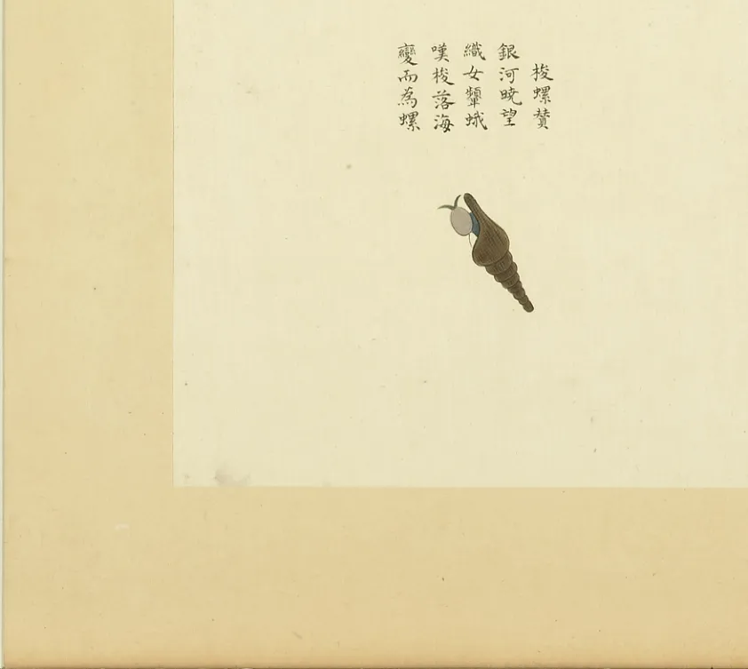 梭螺