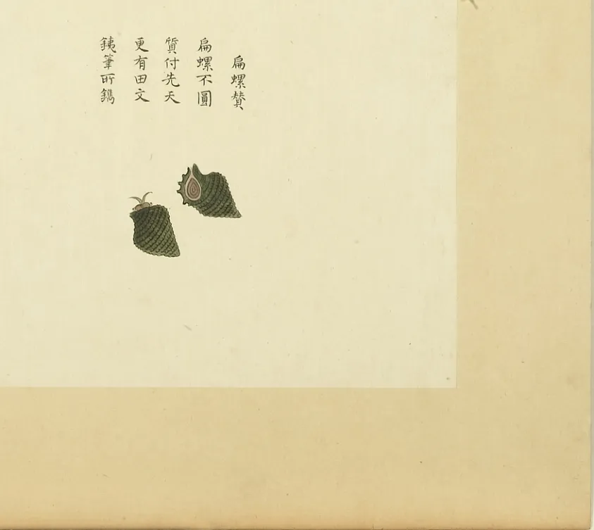 扁螺