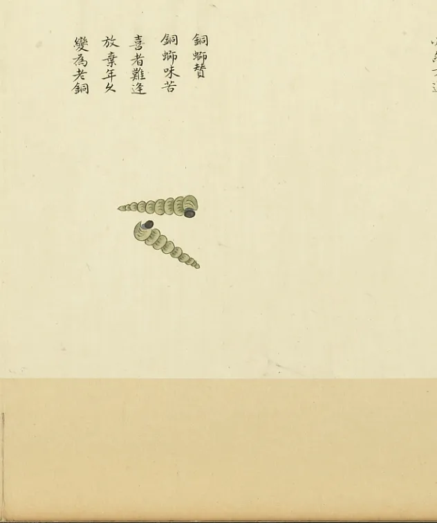 铜蛳