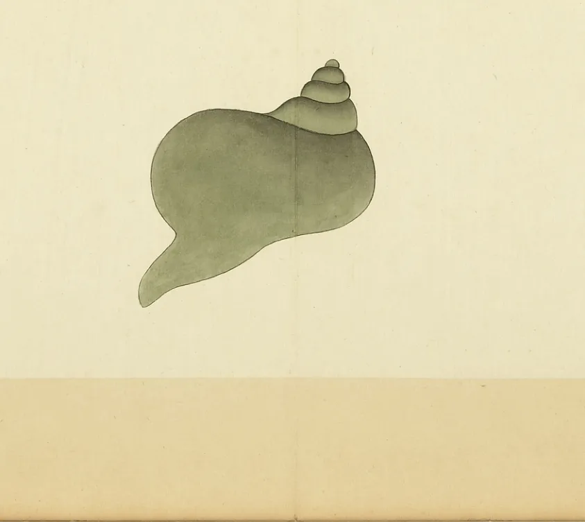 鹦鹉螺